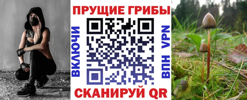 Галлюциногенные грибы Psilocybe купить наркотики сайты Тимашёвск